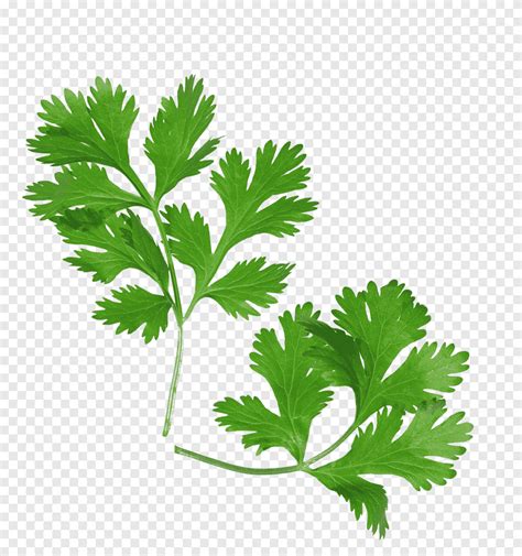 Coriander Health Mexican cuisine Herb Parsley, health, leaf Vegetable, food png | PNGEgg