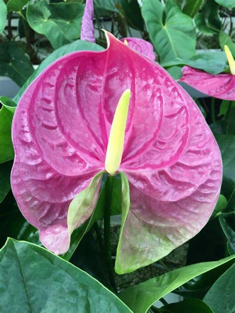 251 best images about Flowers - Anthurium on Pinterest | Longwood gardens, Flower and Flower plants