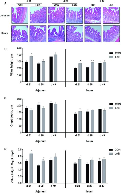 Effect of oral administration of Lactobacillus delbrueckii on ...