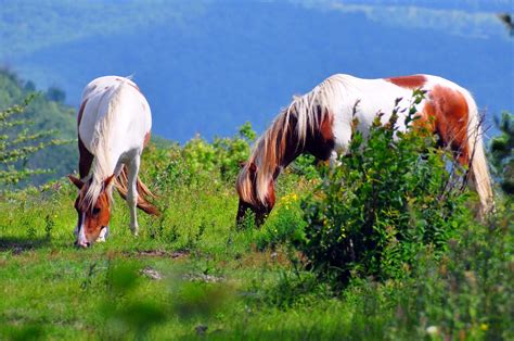 30 Photos Of Wildlife In Virginia That Will Drop Your Jaw