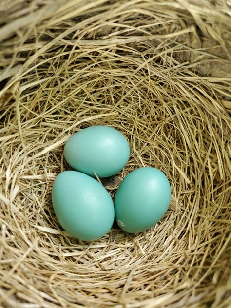 Close Up Photography of Bird Nest · Free Stock Photo