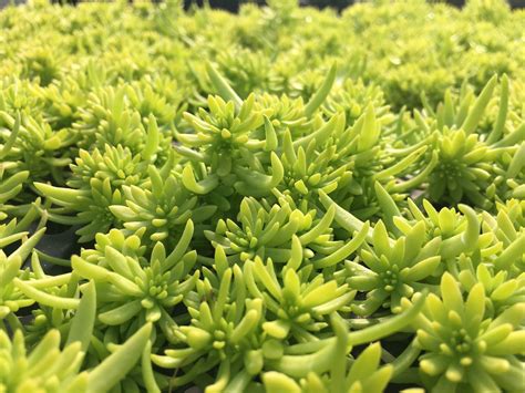 Lemon Coral Sedum - Pahl's Market - Apple Valley, MN