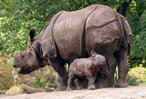 Javan Rhino – Indonesia