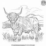 Majestic Highland Cow Coloring Pages For Creative Fun sketch template