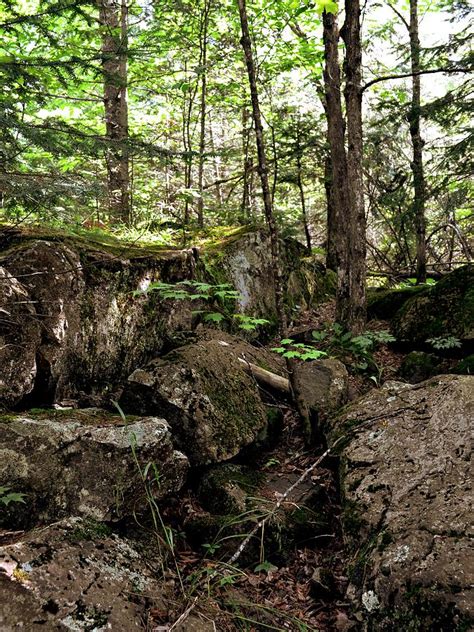 Mossy Rocks In The Forest Photograph by Michelle Calkins