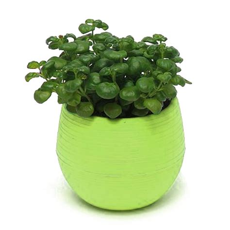 Colourful Cute Round Plastic Plant Flower Pot Home Office Decoration Planter New | eBay