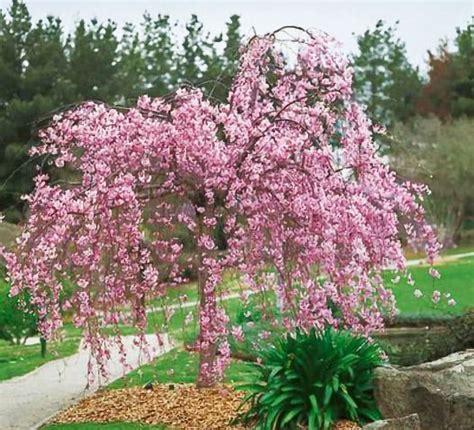 Weeping Cherry — Affordable Trees