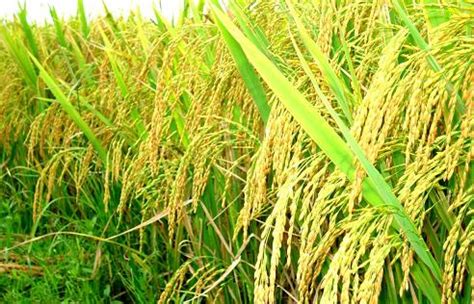 44 new rice varieties released in Asia and Africa last year - News VietNamNet