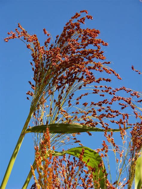 Iron Oak Farm: Harvesting Broom Corn