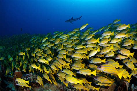 New TOPDIVE-Bathys diving center in Fakarava - TOPDIVE