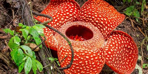 World's largest flower spotted in Indonesia | Curious Times