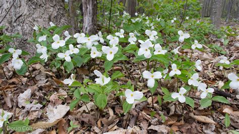 White Trillium (Trillium grandiflorum) | Plant photography, Garden ...