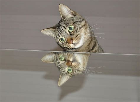 Cat Mirror Animal World Animals Photograph by Mona Master - Fine Art ...