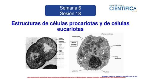 Adecuado no Enfermedad infecciosa celula eucariota microscopio ...