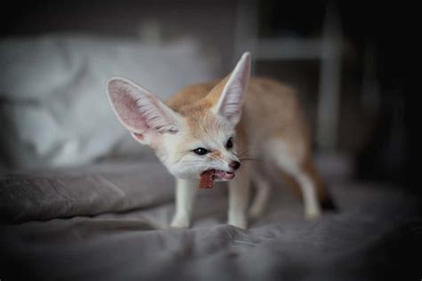 15 Things Fennec Foxes Like to Eat Most (Diet, Care & Feeding Tips)