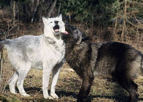 Wolves Mating Behavior - AnimalBehaviorCorner