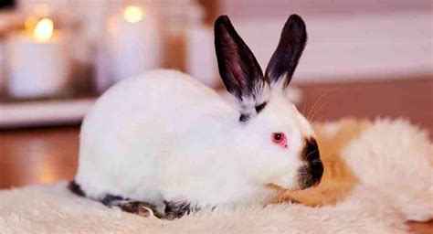 Californian Rabbit Breed - Your Guide To The California White Bunny