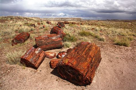 A Travel Guide to Petrified Forest National Park