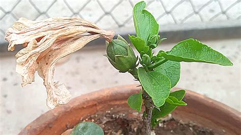 How to collect HIBISCUS SEEDS !! How to Harvest/ Save HIBISCUS Seeds — Kitchen Home Gardener