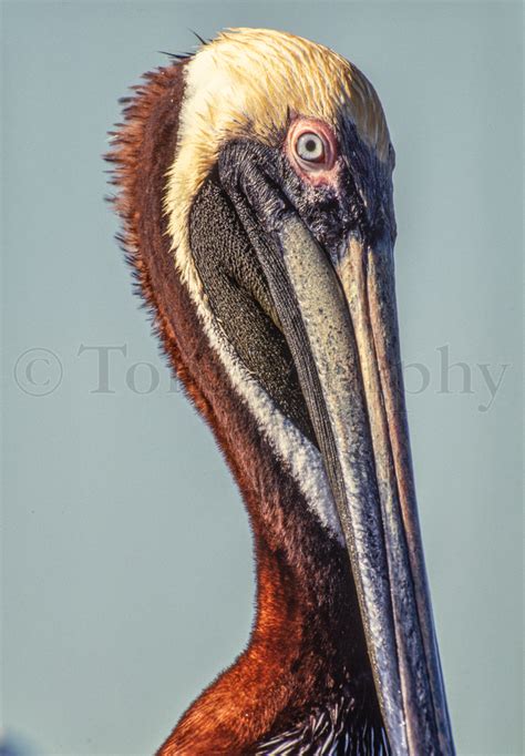 Brown Pelican Head – Tom Murphy Photography