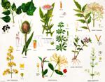 Miscellaneous Plant Families (Original Macmillan Poster) (Print) by Dorothy Fitchew at The Book ...