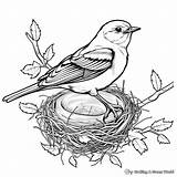 Mockingbird Coloring Pages  Free & Printable sketch template
