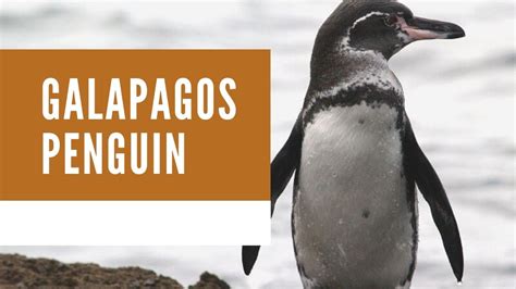 Best 10 Galapagos Penguin Facts, Diet, Habitat, Lifespan - Zoological World