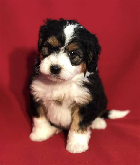 Bernedoodle Puppies For Sale | Sugarcreek, OH #274683