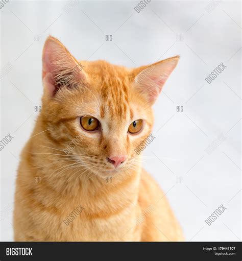 Thailand Cat Lethargic Image & Photo (Free Trial) | Bigstock