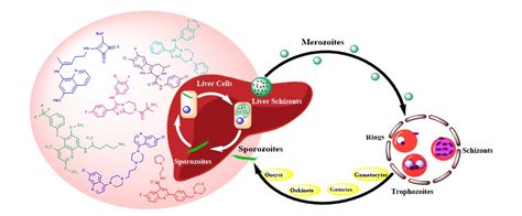 Graphical Abstract – ScienceIn Publishing