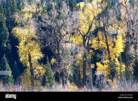 Fall Color Colors Yellow Aspen Stock Photo - Alamy