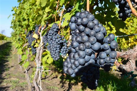 A beginner's guide to Ontario cabernet franc | VineRoutes