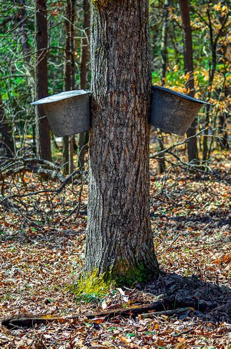 Maple Bucket Tap Photograph by Brian Stevens