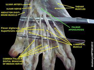 Palmar Aponeurosis - Physiopedia