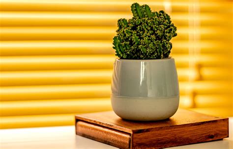 Green plant in white ceramic vase, HD wallpaper | Peakpx