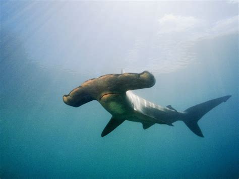 The Vision of a Hammerhead - NHSJS