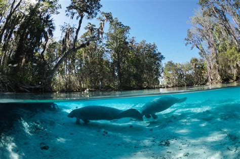 Encounters with Manatees in Crystal River, Florida - MilesGeek ️