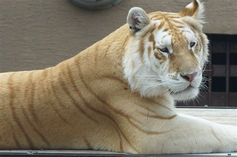 I Saw A Liger At Jungle Island, Miami