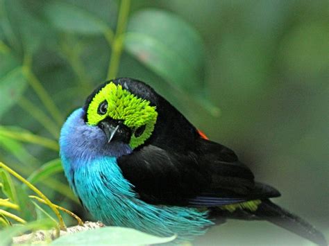 Exotic Birds Rainforest | Rainforest Birds Of Paradise | Birds of a Feather......... | Pinterest ...