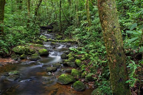 mv194 - Monteverde Cloud Forest Biological Reserve