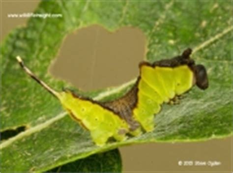 Caterpillar Life-cycle | Wildlife Insight