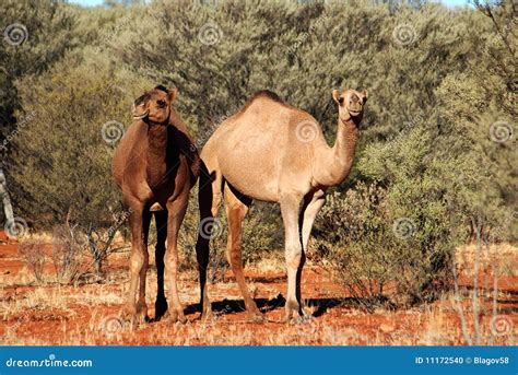 A Pair of Australian Wild Camels Stock Photo - Image of hump, northern ...