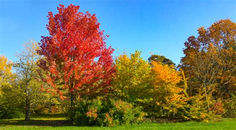 The Best Deciduous Trees For Australian Gardens