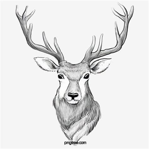 Line Drawing Animals PNG Picture, Black And White Line Drawing Animal Deer Elements, Animal ...