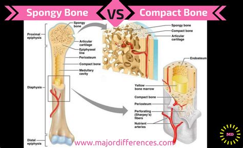 Difference between Compact bone and Spongy bone - MD