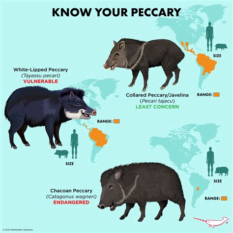 Know Your Peccary There are... - Peppermint Narwhal Creative