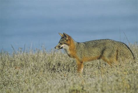 Drought slows wildlife reproduction on California’s Channel Islands ...