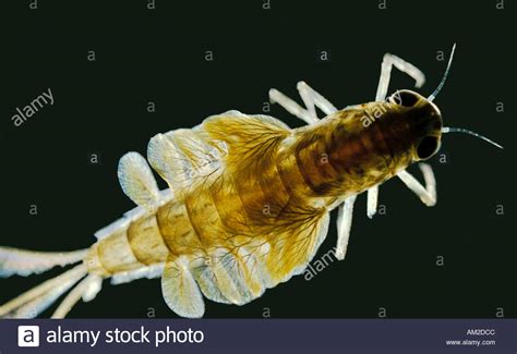 Mayfly Nymph Stock Photos & Mayfly Nymph Stock Images - Alamy