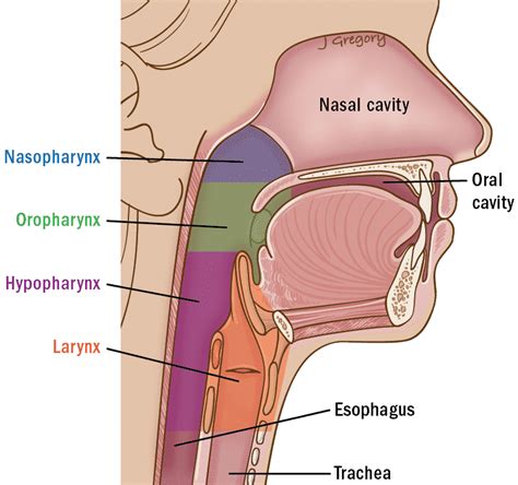 Hypopharyngeal Cancer ‣ THANC Guide