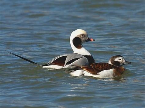 18 Types of Ducks in Michigan (With Pictures) - Animal Hype